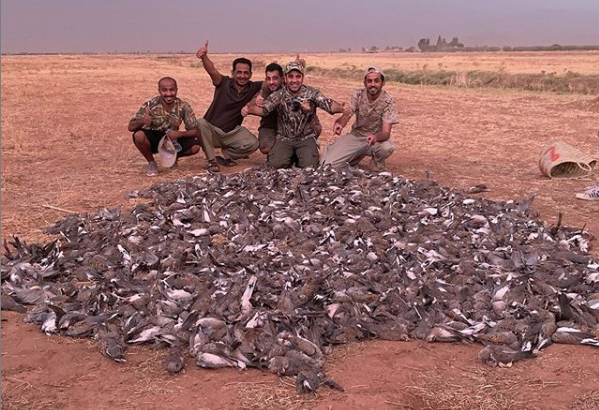 صورة هذه نتائج التحقيق الذي فتح بشأن إبادة سياح خليجيين لمئات  الطيور