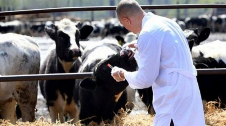 "أونسا" تنظم حملة وطنية لتلقيح الأبقار والأغنام ضد الأمراض