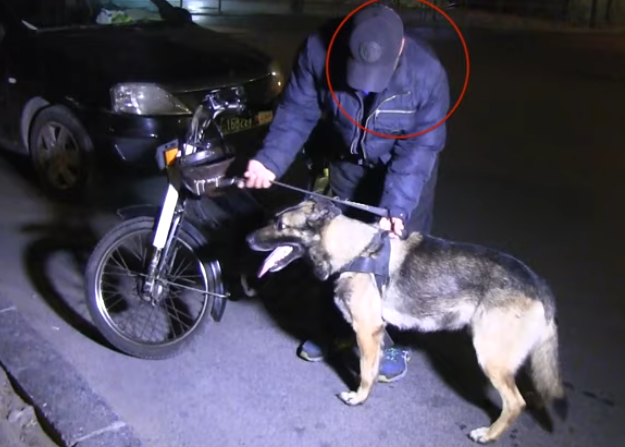 صورة حالة الطوارئ.. حجز كلب مدرب بكازا أثناء الحملة الأمنية الليلية