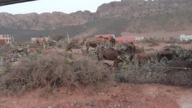 صورة خطير.. جحافل الإبل تهاجم ضيعات فلاحية بتزنيت وتتسبب في خسائر فادحة