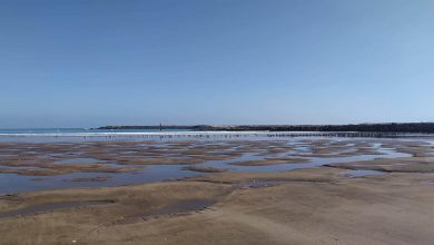 صورة “حوت” ضخم يثير الاستنفار بشاطئ في الداخلة