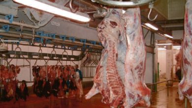صورة مركز حقوقي يطالب السلطات بتشديد المراقبة على ممتهني الذبيحة السرية وتهريب اللحوم بشيشاوة