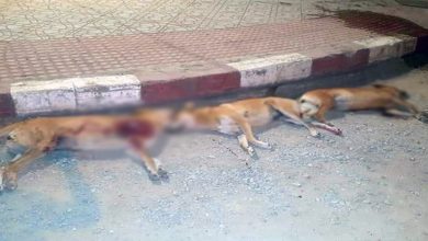 صورة “مجزرة” قتل الكلاب الضالة تثير استنكار نشطاء وحقوقيين بالعرائش