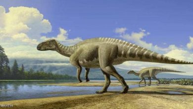 صورة اكتشاف “بقايا ديناصور” عاش قبل 66 مليون سنة نواحي البيضاء