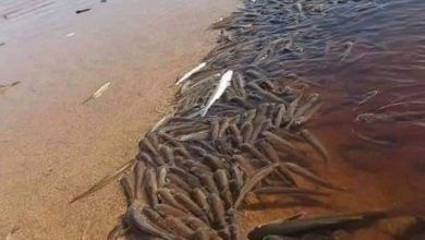 صورة نفوق أسماك شاطئ الصويرية يثير مخاوف المواطنين