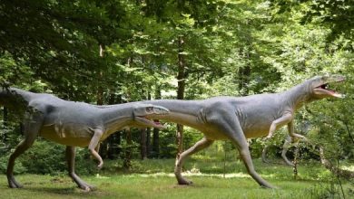 صورة اكتشاف نوع جديد من الديناصورات في المغرب.. خمسة أسئلة لعالم الحفريات نور الدين جليل