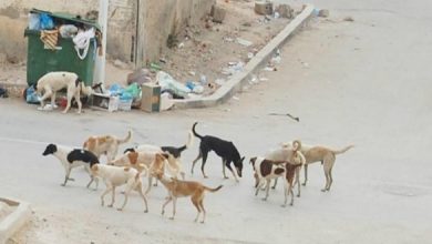 صورة مخاوف من حوادث مفجعة.. انتشار كلاب ضالة يهدد سلامة سكان تطوان