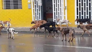 صورة الكلاب الضالة تغزو شوارع الحسيمة