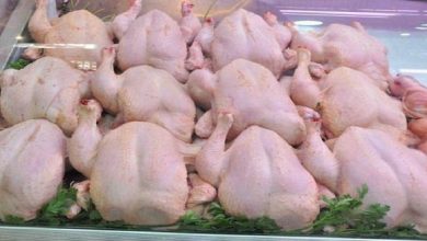 صورة استمرار غلاء “الدجاج” يثير غضب المواطنين ومهني يشرح الأسباب