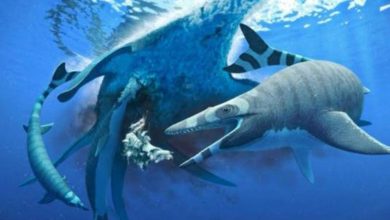 صورة انقرض منذ ملايين السنين.. اكتشاف نوع جديد من السحالي البحرية في المغرب