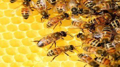 صورة في اليوم العالمي.. الكشف عن أهمية النحل ومساهمته في سلامة الكوكب وزيادة المحاصيل الغذائية
