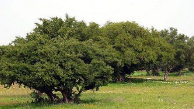 صورة مؤسسة محمد السادس للبحث والحفاظ على شجرة الأركان تحتفل يوم 10 ماي باليوم العالمي لشجرة الأركان في نسخته الأولى