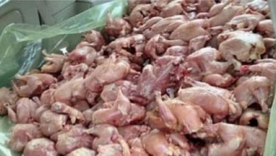 صورة الخراطي يكشف معطيات خطيرة عن الدجاج الغير مراقب