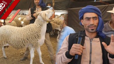 صورة هاد العام كاين ارتفاع فالثمن والدعم مخديناهش -فيديو