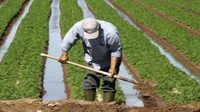 صورة المدير الإقليمي للفلاحة بتازة يكشف عدد الفلاحين المستفيدين من الحماية الاجتماعية